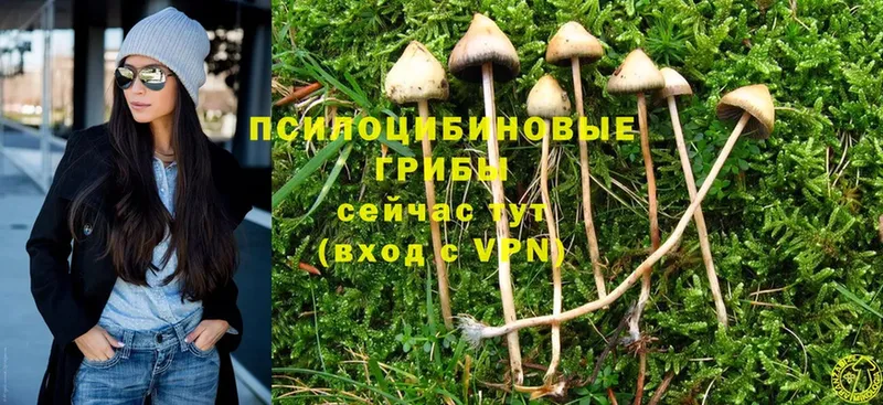 Псилоцибиновые грибы Magic Shrooms  даркнет сайт  Томск 